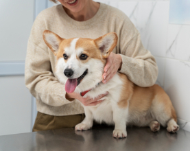 Лапароскопическая кастрация собак